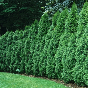 Thuja occidentalis - 'Emerald'