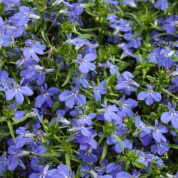 Lobelia