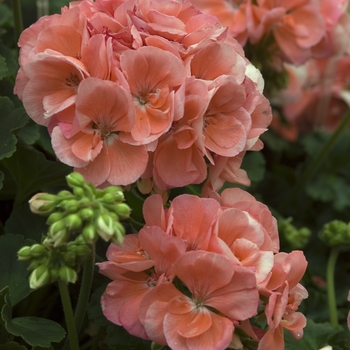 Pelargonium x hortorum - Salmon Zonal Geranium