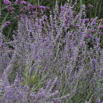 Perovskia atriplicifolia - 'Little Spire'
