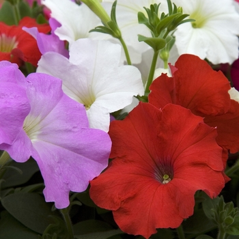 Petunia hybrida 'Carpet Mix' - Petunia