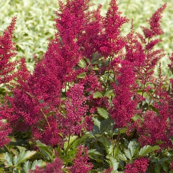 Astilbe japonica 'Red' - False Spirea