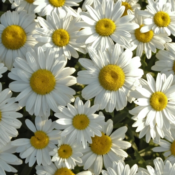 Leucanthemum x superbum - 'Snowcap'