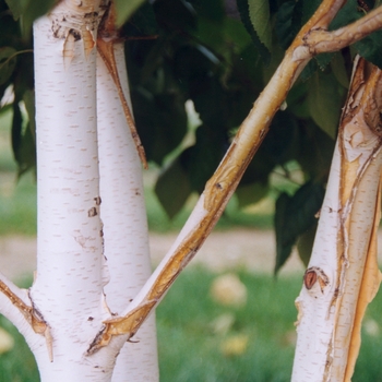 Betula utilis var. jacquemontii - Whitebarked Himalayan Birch