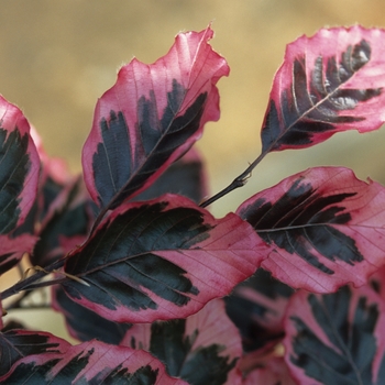 Fagus sylvatica 'Roseomarginata' - Tricolor Beech