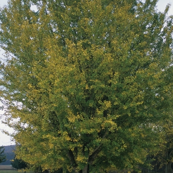 Ginkgo biloba - Ginkgo
