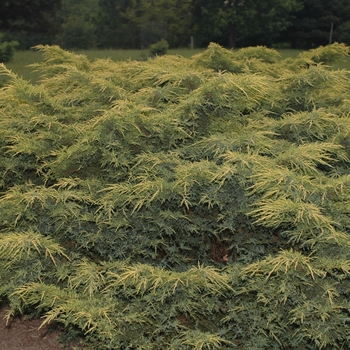 Juniperus chinensis 'Gold Star' - Gold Star Juniper