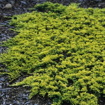 Juniperus horizontalis 'Mother Lode' - Juniper