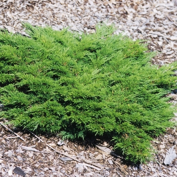 Juniperus sabina - Calgary Carpet®