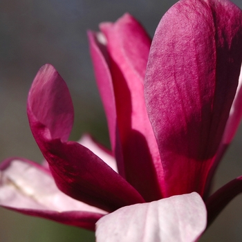 Magnolia x soulangiana - Saucer Magnolia