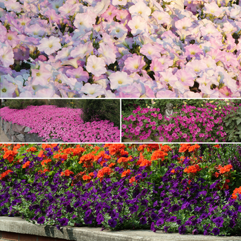 Wave™ Series - Petunia