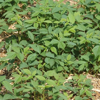 Rubus idaeus var. strigosus 'Heritage' - Raspberry
