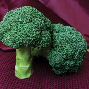  Broccoli - Centennial (SBC7539) F1 