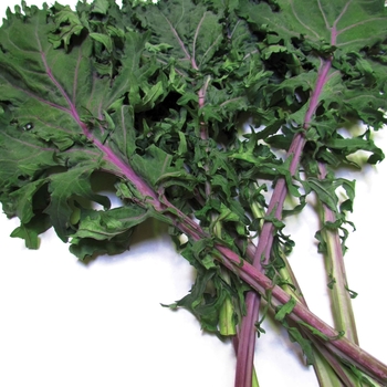 Brassica oleracea Acephala group - Red Russian Kale