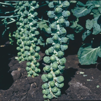  Brussels Sprouts - Brussels Sprouts