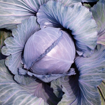  Cabbage - Super Red 115 F1 
