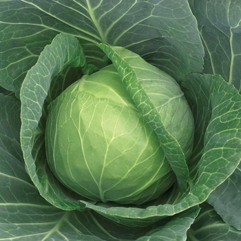  Cabbage - Supreme Vantage F1 