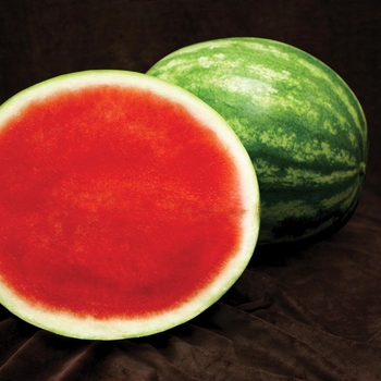 Watermelon - Sugar Baby Melon