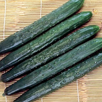  Cucumber - Burpless Cucumber
