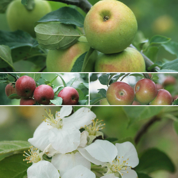 Northern Spy - Apple
