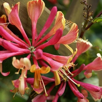 Lonicera x heckrottii - 'Goldflame'