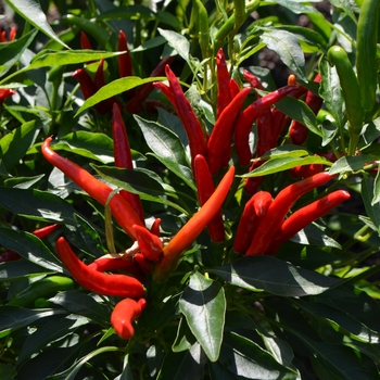  - Chilli Pepper