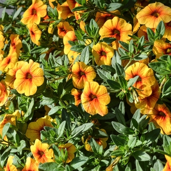 Calibrachoa hybrida - Aloha® Gold