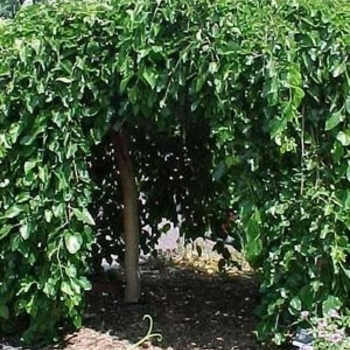 Morus alba 'Chaparral' - Weeping Mulberry
