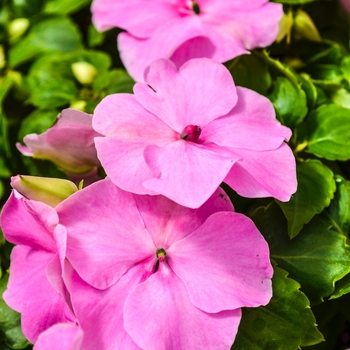 Impatiens Lilac - Impatiens