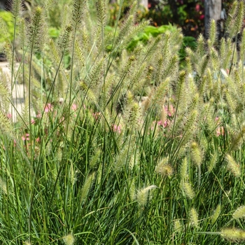 Pennisetum alopecuroides 'Hameln' - Dwarf Fountain Grass