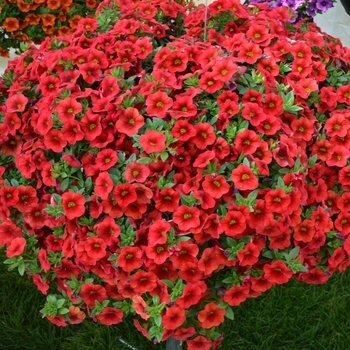 Calibrachoa 'Aloha Kona Dark Red' - Calibrachoa