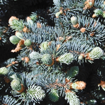 Picea pungens var glauca - Colorado Blue Spruce