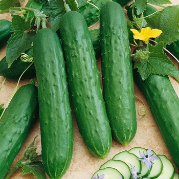 Field Cucumber - Cucumber