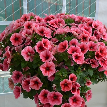 Petunia 'Potunia Plus Strawberry Ice' - Petunia