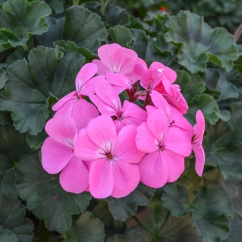 Geranium