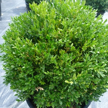 Buxus x 'Green Gem' - Green Gem Boxwood