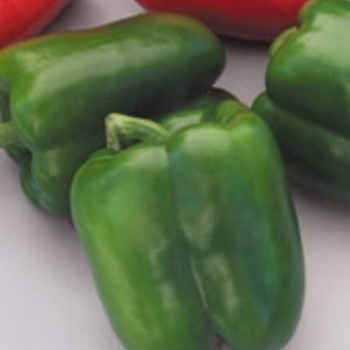 Capsicum annuum 