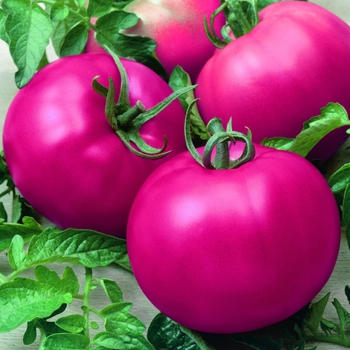 Solanum lycopersicum - Tomato Beefsteak