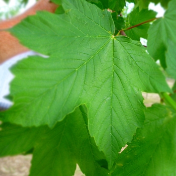 Acer pseudoplatanus 'Regal Petticoat' - Sycamore Maple