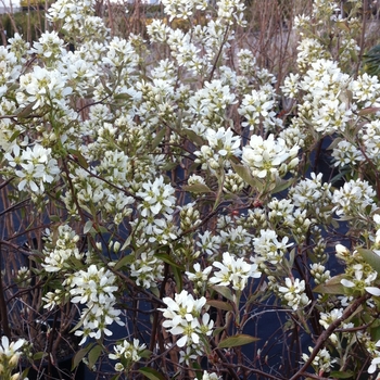 Amelanchier alnifolia 'Regent' Serviceberry - Regent Saskatoon Berry