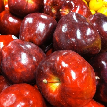 Malus domestica 'Red Delicious' (Apple) - Red Delicious Apple