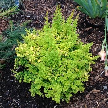 Berberis thunbergii - Barberry 'Aurea Nana'