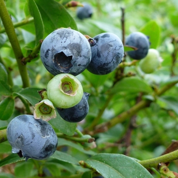 ask about available varieties - Blueberry