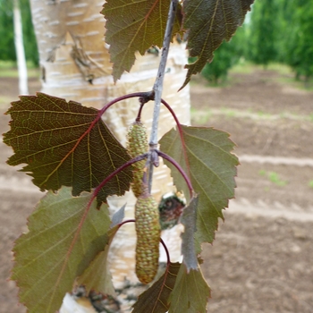 Betula x - Royal Frost®