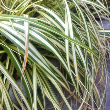 Carex oshimensis - 'Evergold'