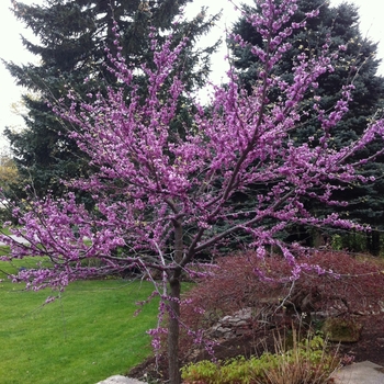 Cercis canadensis - Eastern Redbud Tree
