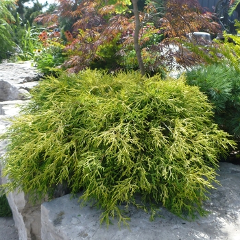 Chamaecyparis pisifera 'Sungold' - Sungold Falsecypress