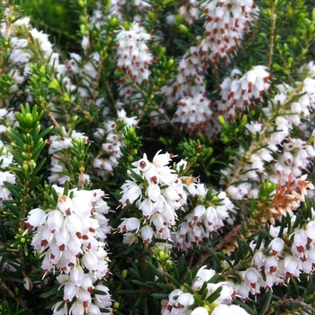 Erica carnea 'Springwood White' - Springwood White Heath