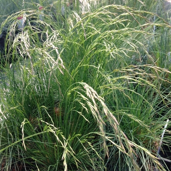 Festuca amethystina - Tufted Fescue