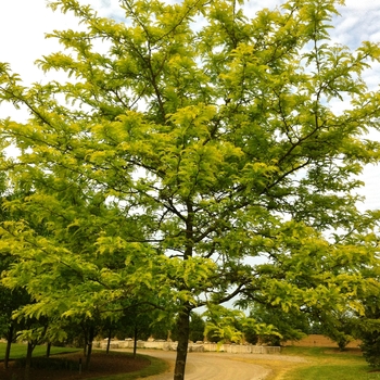 Gleditsia triacanthos var. inermis 'Suncole' - Sunburst Honeylocust
